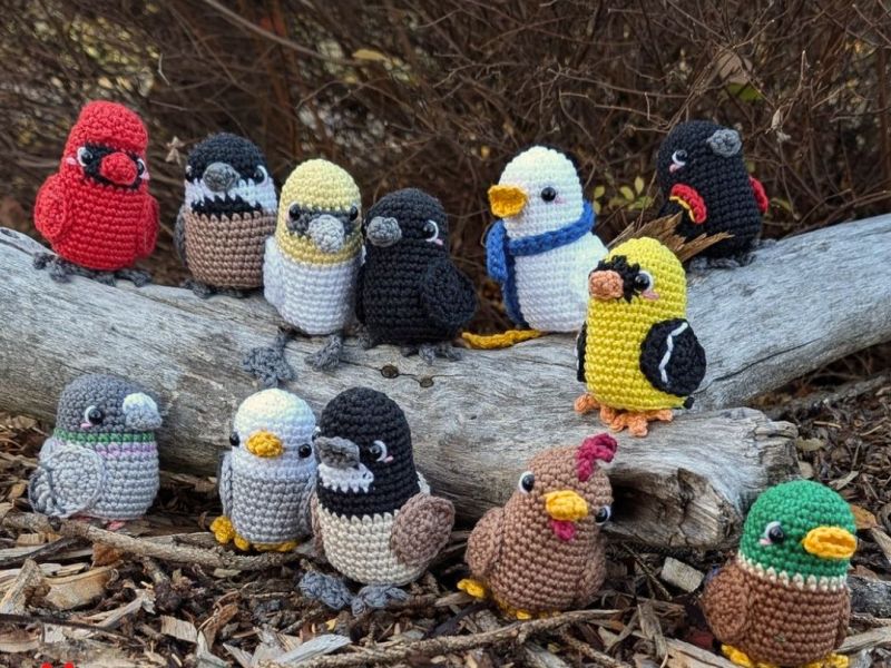 Nouveau patron – Oiseaux de poche d&rsquo;Amérique du&nbsp;Nord